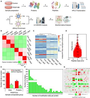 Dynamics and Functional Interplay of Nonhistone Lysine Crotonylome and Ubiquitylome in Vascular Smooth Muscle Cell Phenotypic Remodeling